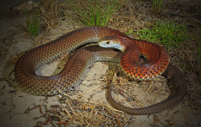 Обои картинки фото животные, змеи,  питоны,  кобры, змейка