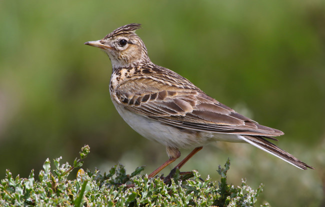 Обои картинки фото животные, птицы, птичка