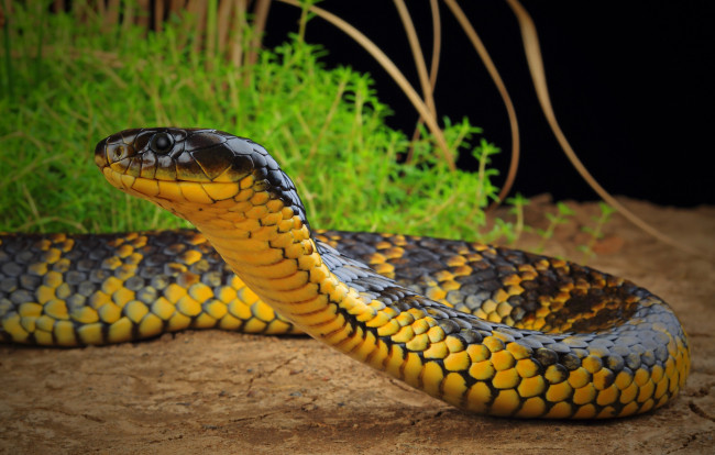 Обои картинки фото животные, змеи,  питоны,  кобры, змея
