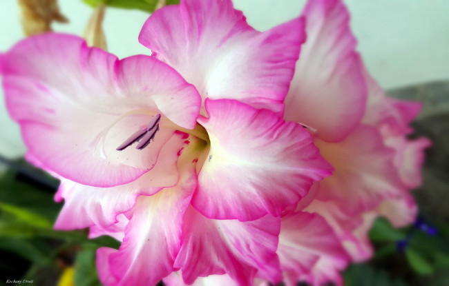 Обои картинки фото цветы, гладиолусы, нежность