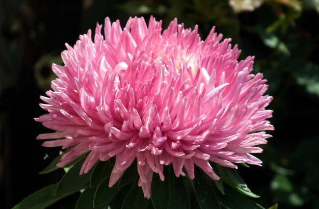 Обои картинки фото цветы, астры, розовый, макро