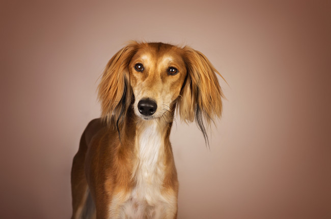 Обои картинки фото животные, собаки, пес