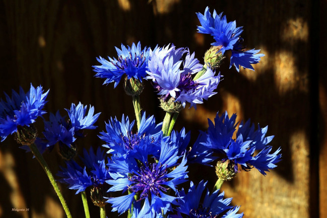 Обои картинки фото цветы, васильки, синий