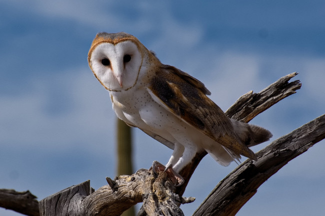 Обои картинки фото животные, совы, птичка