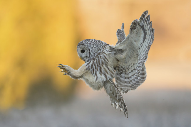 Обои картинки фото животные, совы, птичка