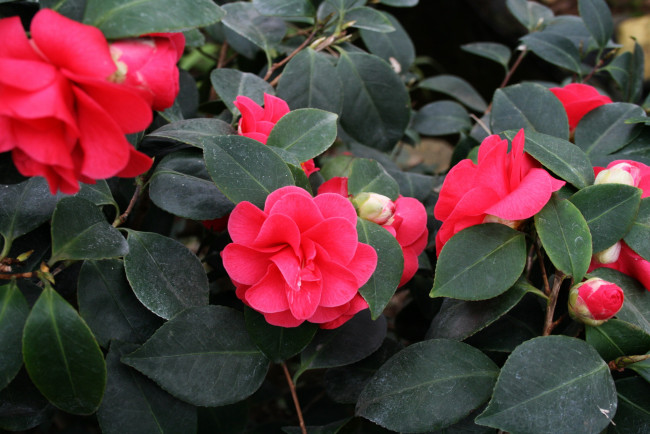 Обои картинки фото цветы, камелии, розовый