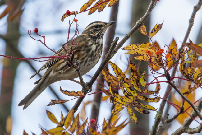 Обои картинки фото животные, птицы, птичка