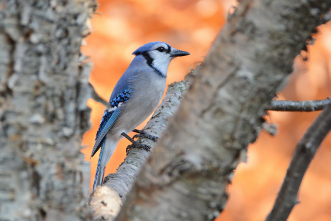 Обои картинки фото животные, сойки, птичка
