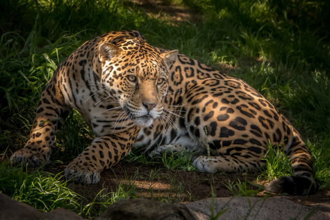 Обои картинки фото животные, Ягуары, хищник