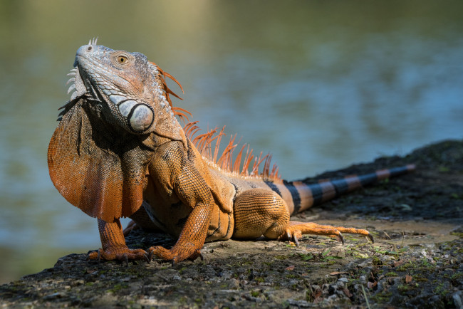 Обои картинки фото животные, Ящерицы,  игуаны,  вараны, ящерка