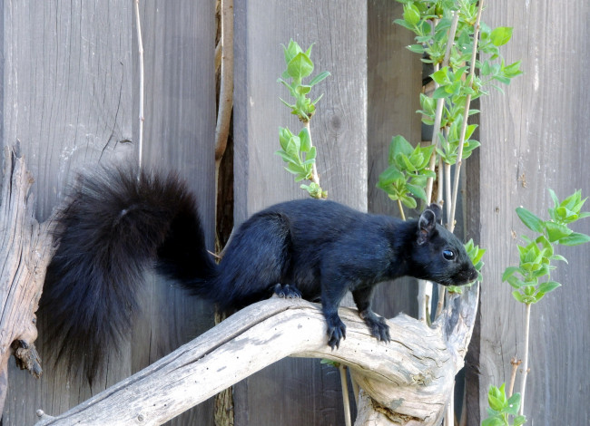 Обои картинки фото животные, белки, хвост, пушистый