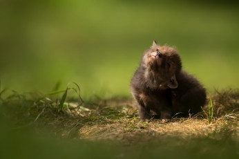 Картинка лисица животные лисы природа baby animal cub малыш wildlife