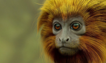 Картинка 3д+графика животные+ animals золотистый львиный тамарин