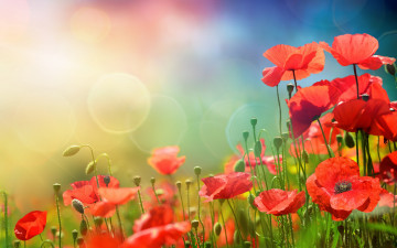 Картинка цветы маки flowers spring meadow солнце небо трава sky весна