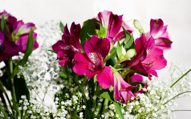Обои картинки фото цветы, альстромерия, бутоны, белые, розовые