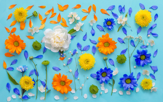 Обои картинки фото цветы, разные вместе, хризантемы, фон, лепестки