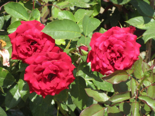 Картинка цветы розы лето 2018 июнь