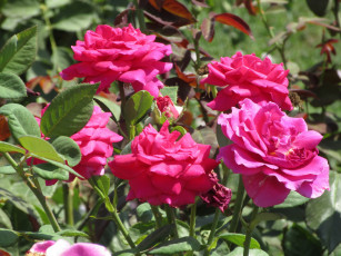 Картинка цветы розы лето 2018 июнь