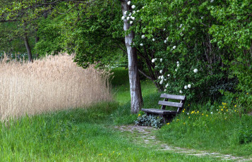 Картинка природа парк кусты скамейка