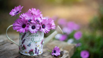 Картинка цветы остеоспермумы лейка букет