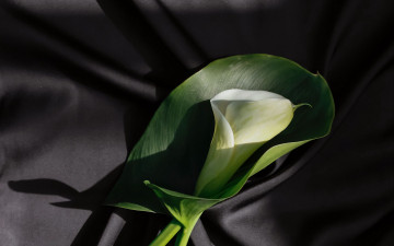 Картинка цветы каллы калла