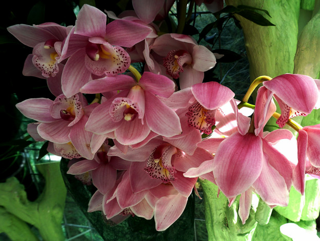 Обои картинки фото цветы, орхидеи, розовые