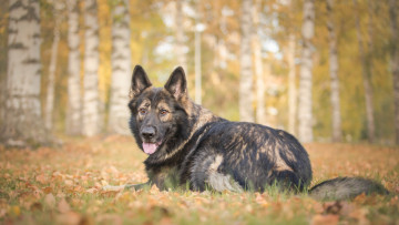 Картинка животные собаки собака лес