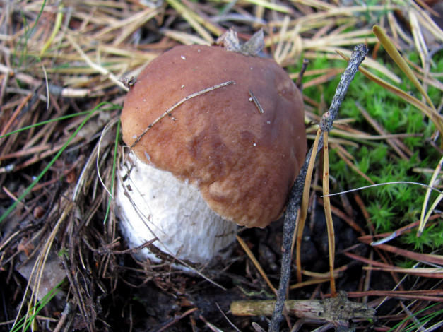 Обои картинки фото природа, грибы, боровик