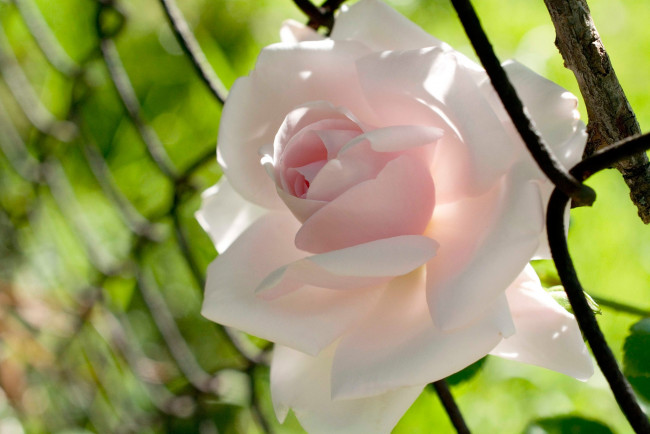 Обои картинки фото цветы, розы, нежность