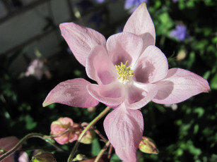 обоя цветы, аквилегия , водосбор, розовая, аквилегия, макро