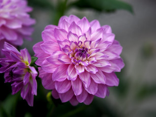 обоя цветы, георгины, цветок