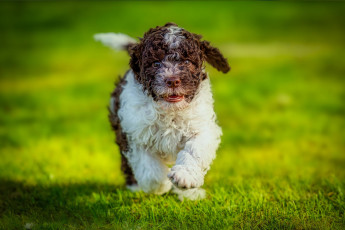 Картинка животные собаки собака