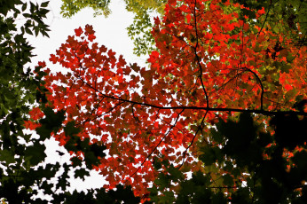 Картинка природа листья осень