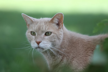 Картинка животные коты кот кошка