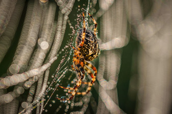 Картинка животные пауки паук
