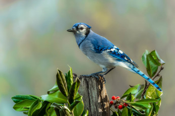 Картинка животные сойки птица