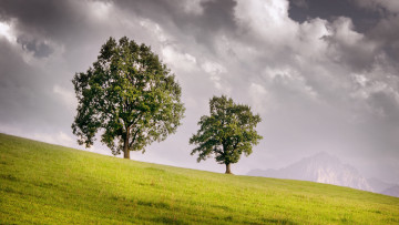 Картинка природа деревья