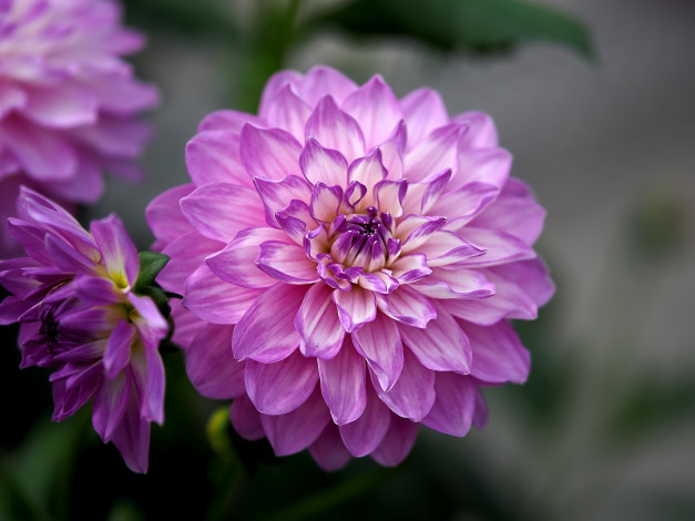 Обои картинки фото цветы, георгины, цветок