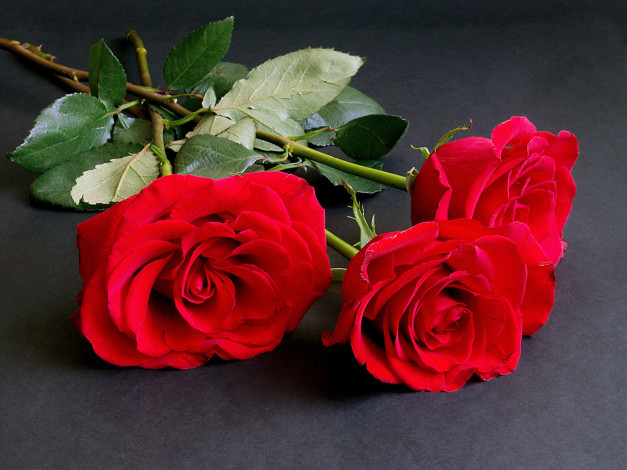 Обои картинки фото цветы, розы, алые, трио