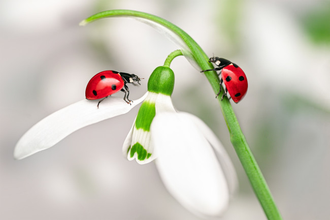 Обои картинки фото животные, божьи коровки, божьи, коровки