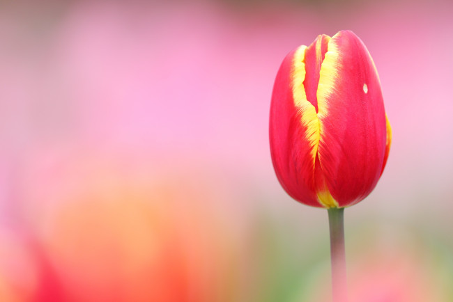 Обои картинки фото цветы, тюльпаны, весна