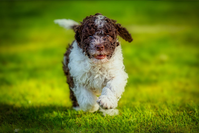 Обои картинки фото животные, собаки, собака