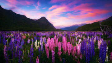 обоя eglinton valley, fjordland, new zealand, природа, луга, eglinton, valley, new, zealand