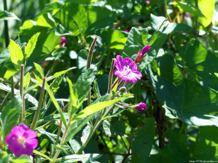 Картинка цветочки цветы