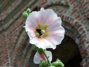 Картинка шмель животные пчелы осы шмели