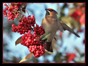 Картинка животные свиристели