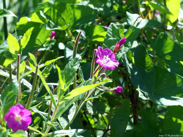 Обои картинки фото цветочки, цветы