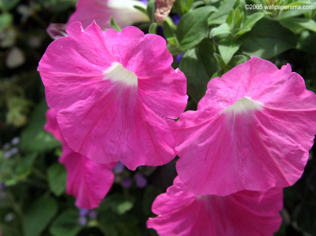 Обои картинки фото цветы, петунии, калибрахоа