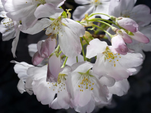 Картинка цветы цветущие деревья кустарники