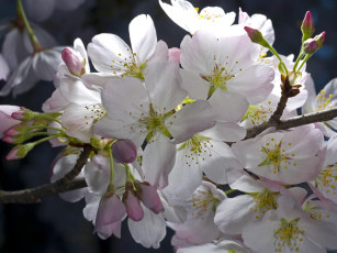 обоя цветы, цветущие, деревья, кустарники